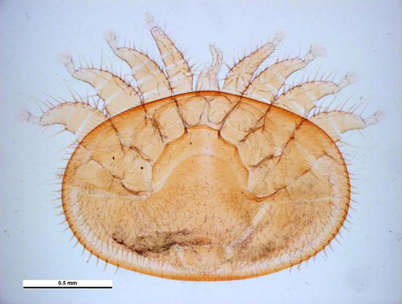 A microscope image of the Varroa mite, which has yet to reach Australia but has decimated bee colonies in Europe and the US.