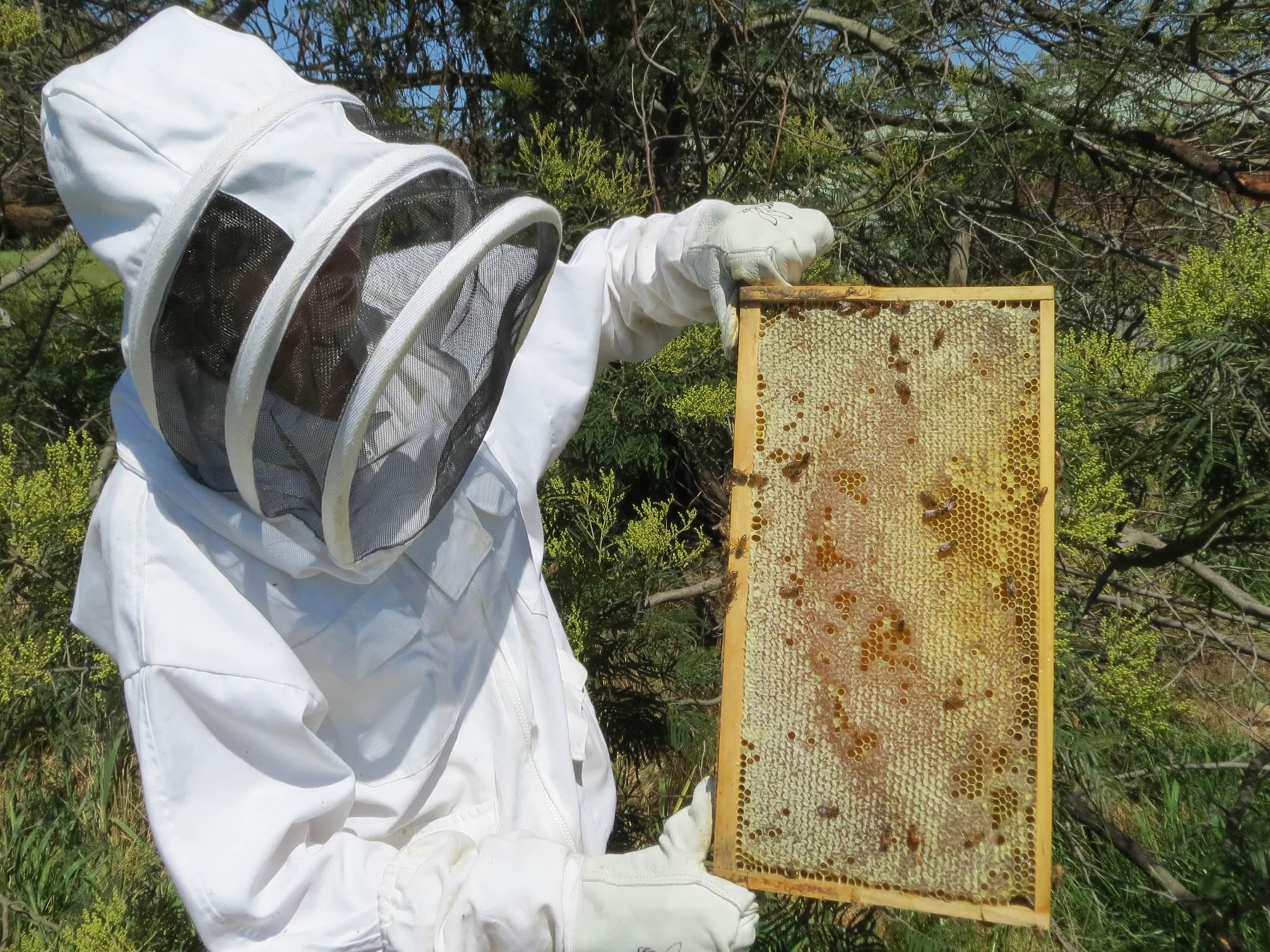 https://the-citizen-web-assets-us.s3.us-east-1.amazonaws.com/uploads/2018/02/13223250/beekeeper202-1.jpg