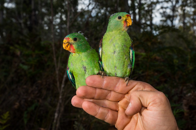 Populations of swift parrots are being threatened by clear-felling in Tasmania. PIC: Dejan Stojanovic