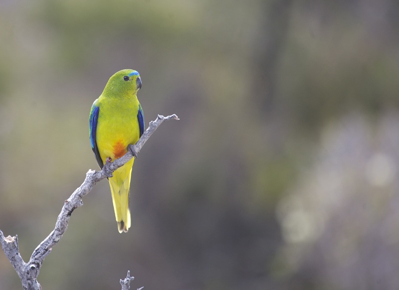 https://the-citizen-web-assets-us.s3.us-east-1.amazonaws.com/uploads/2018/02/13234053/Endangered.birds1_.jpeg-2.jpg