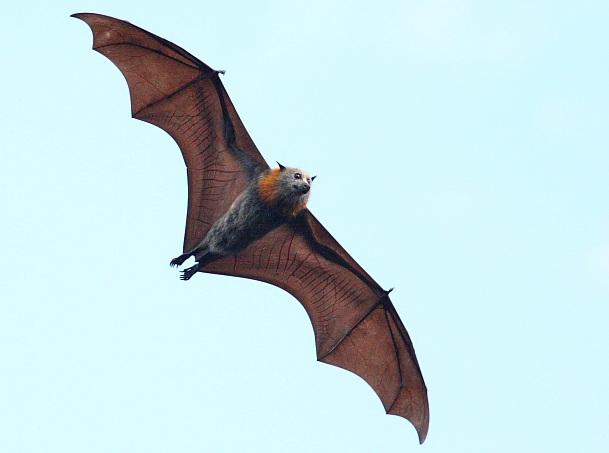 Yarra Bend’s flying fox colony is feeling the heat. PIC: Paul Randall (wingsonwire.com)