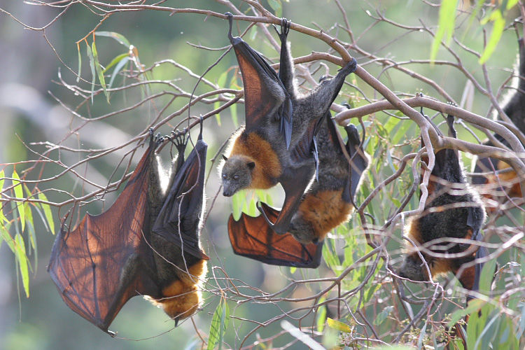 https://the-citizen-web-assets-us.s3.us-east-1.amazonaws.com/uploads/2018/02/13235630/bats1.MUSTCREDIT.Paul20Randall2028wingsonwire.com29-1.jpeg