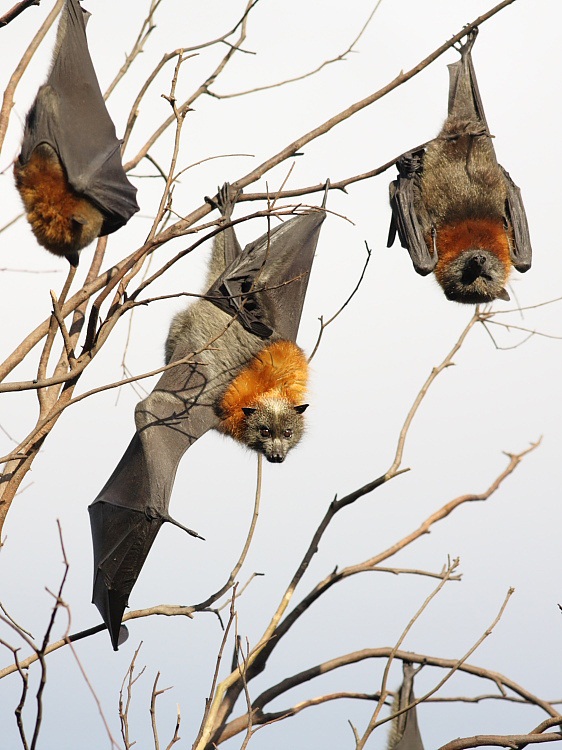 https://the-citizen-web-assets-us.s3.us-east-1.amazonaws.com/uploads/2018/02/13235640/bats3.MUSTCREDIT.Paul20Randall2028wingsonwire.com29-1.jpeg